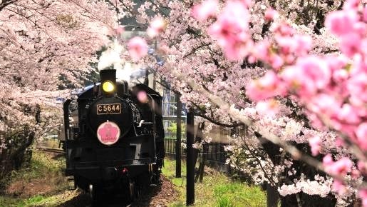 <Web割対象商品>【キングツアーバス旅】SL運行開始50周年!大井川鐵道お花見SL列車♪家山の桜トンネルと第一橋梁&抜里のお茶畑も車窓から♪〔調布・狛江発〕1